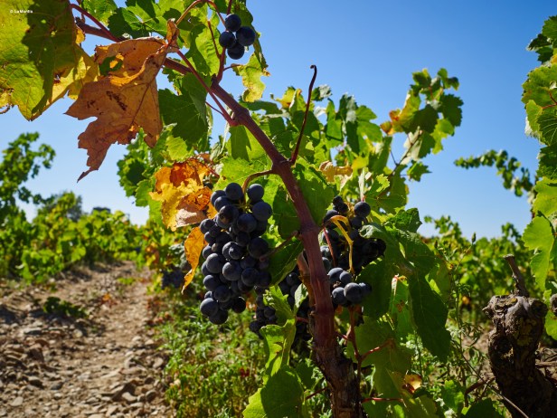 do_emporda_2015_9214684